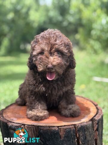 Toy Shoodle Puppies ready now for the Xmas Holidays!