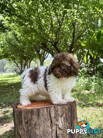 Toy Shoodle Puppies ready now for the Xmas Holidays!