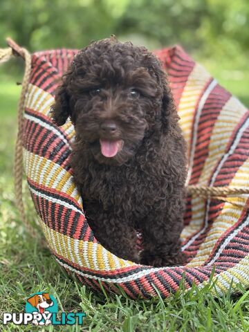 Toy Shoodle Puppies ready now for the Xmas Holidays!