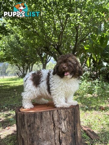 Toy Shoodle Puppies ready now for the Xmas Holidays!