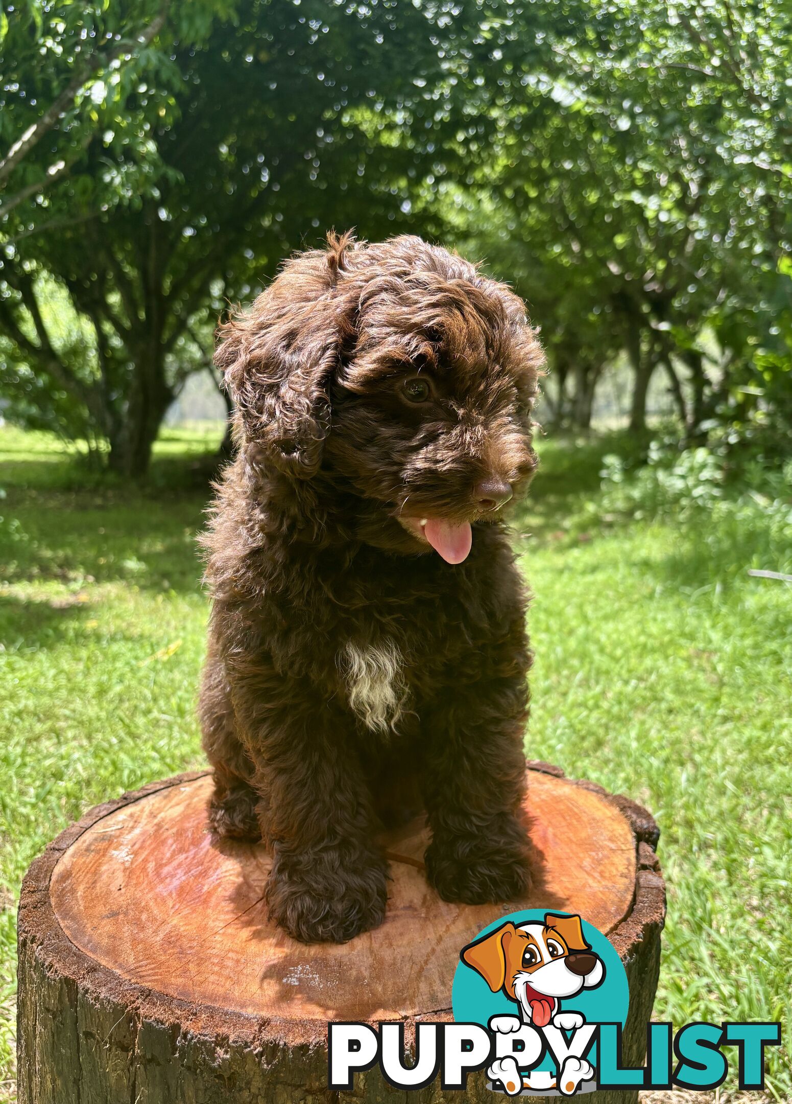 Toy Shoodle Puppies ready now for the Xmas Holidays!