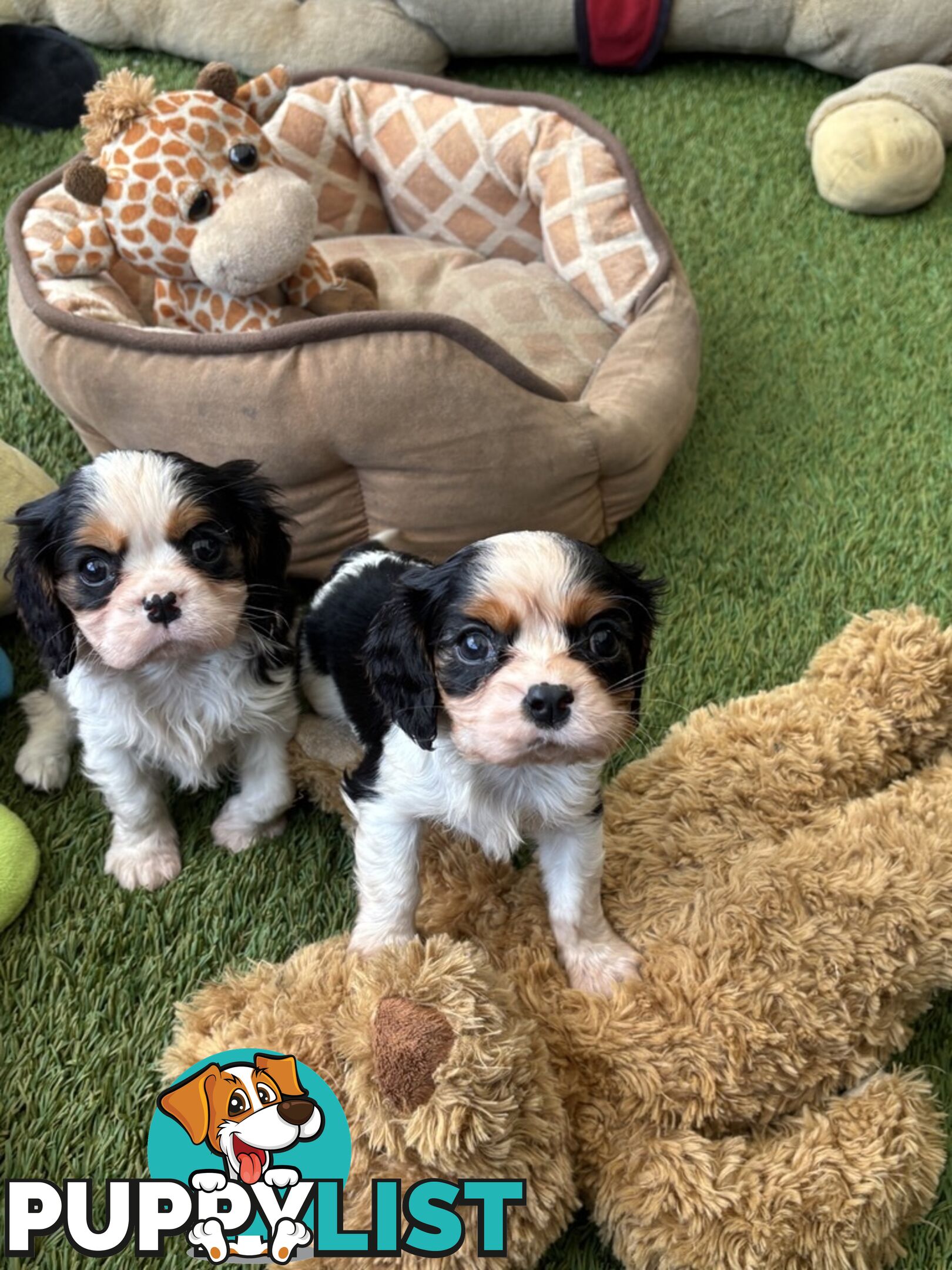 Cavillier Puppies looking for loving homes!