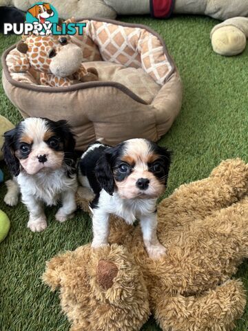 Cavillier Puppies looking for loving homes!