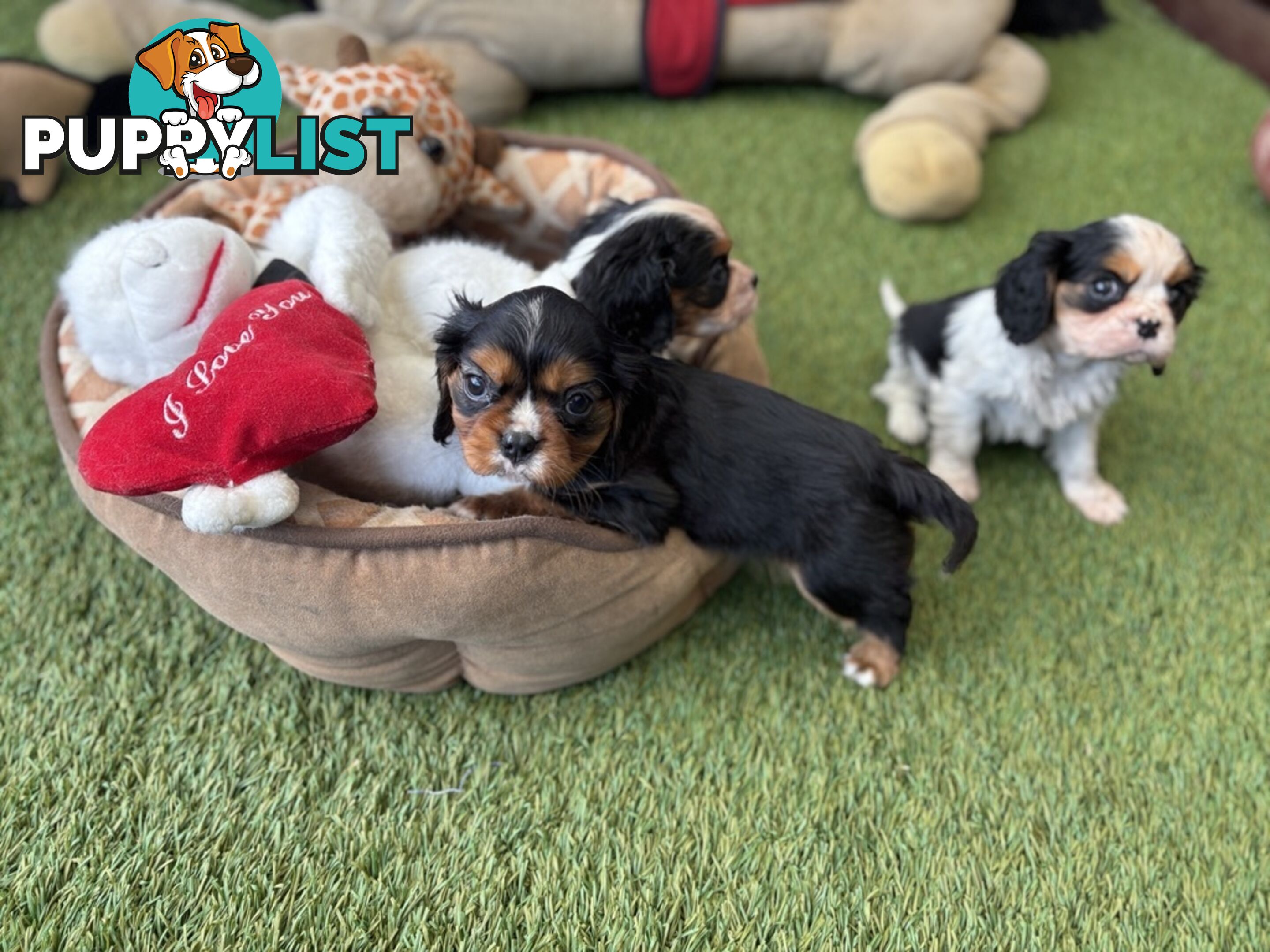 Cavillier Puppies looking for loving homes!