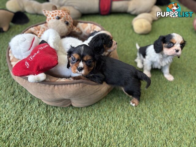 Cavillier Puppies looking for loving homes!