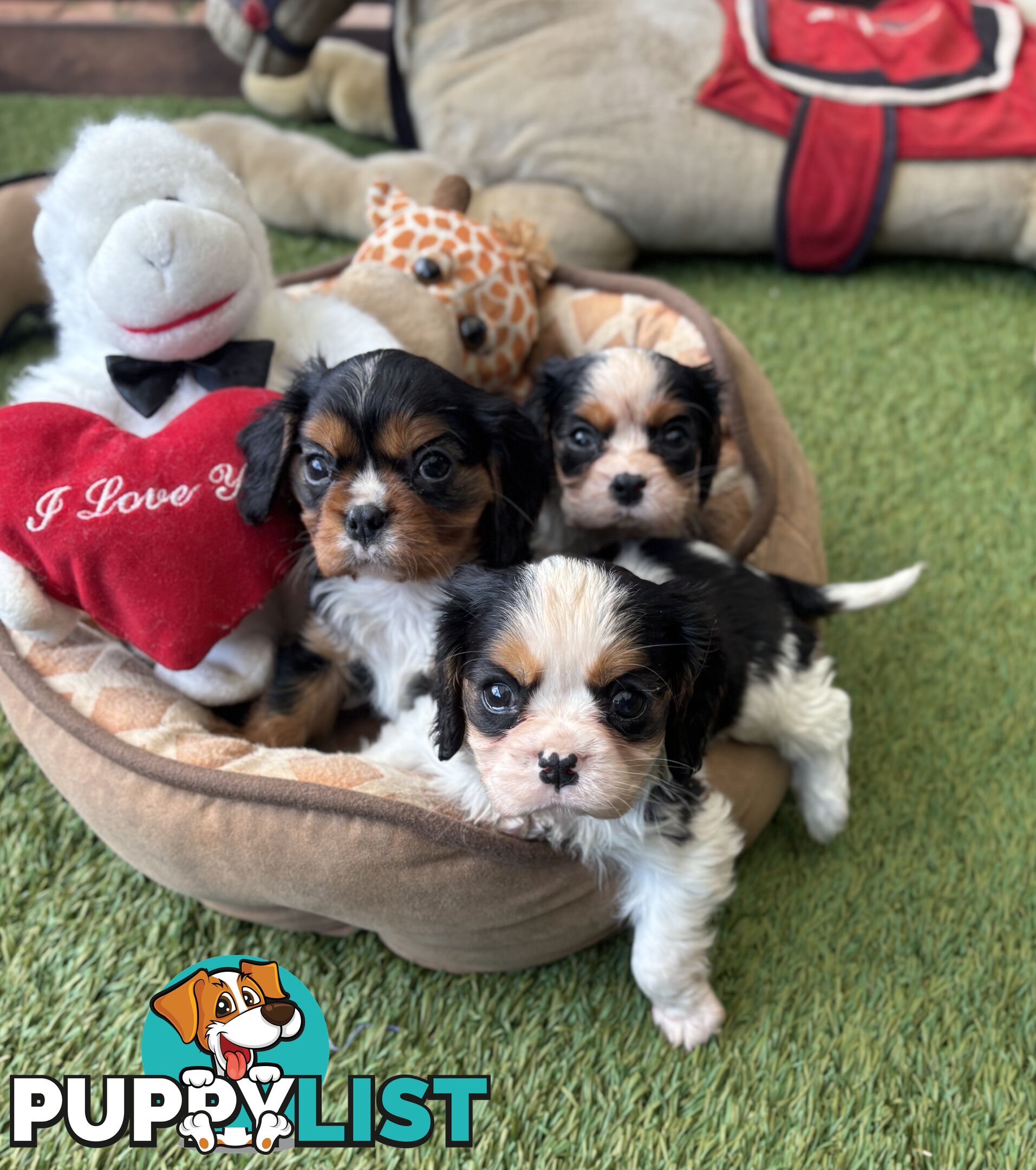 Cavillier Puppies looking for loving homes!