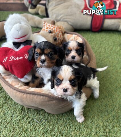 Cavillier Puppies looking for loving homes!