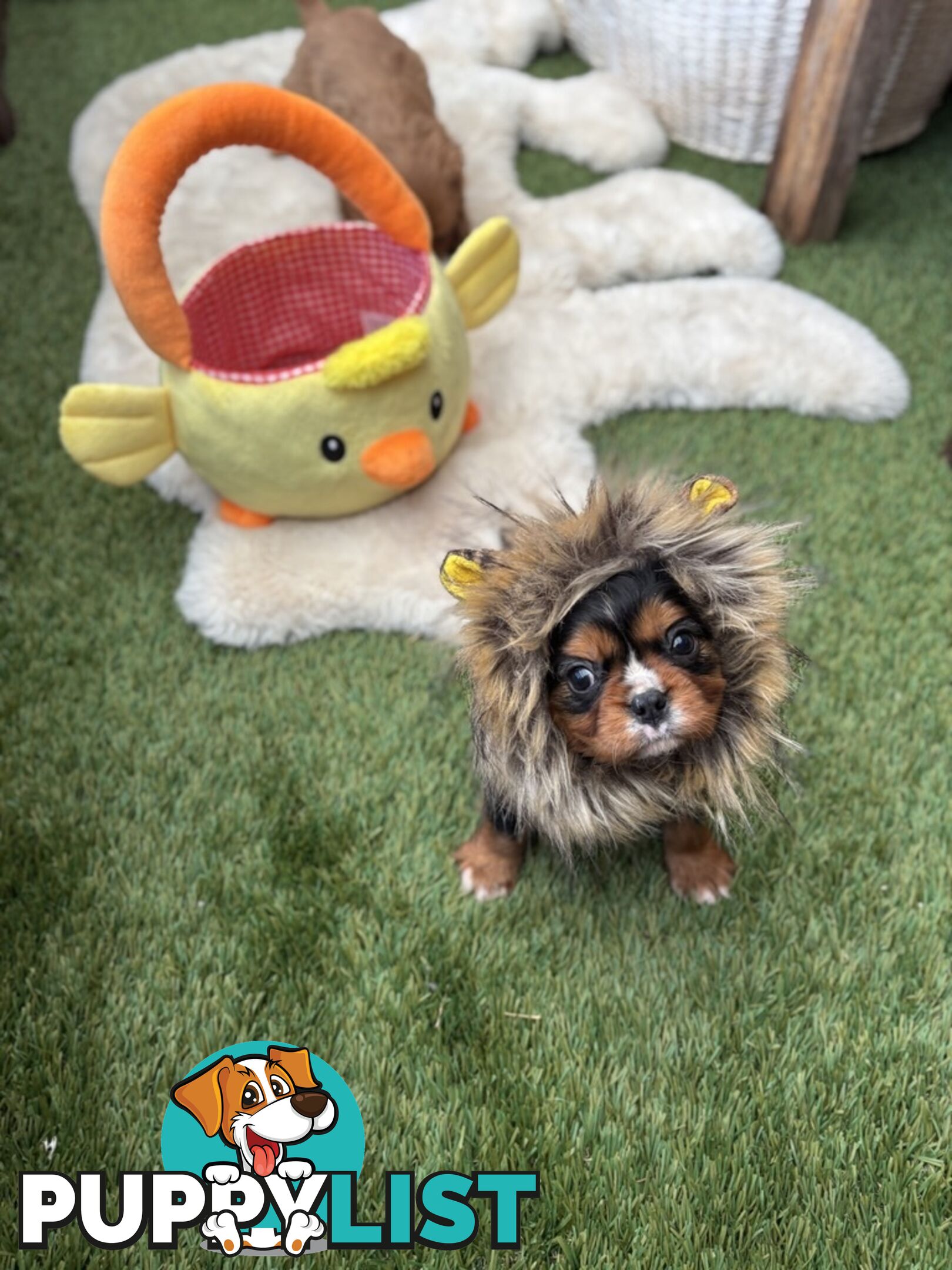Cavillier Puppies looking for loving homes!