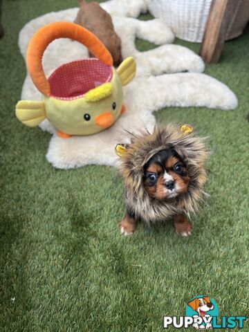 Cavillier Puppies looking for loving homes!