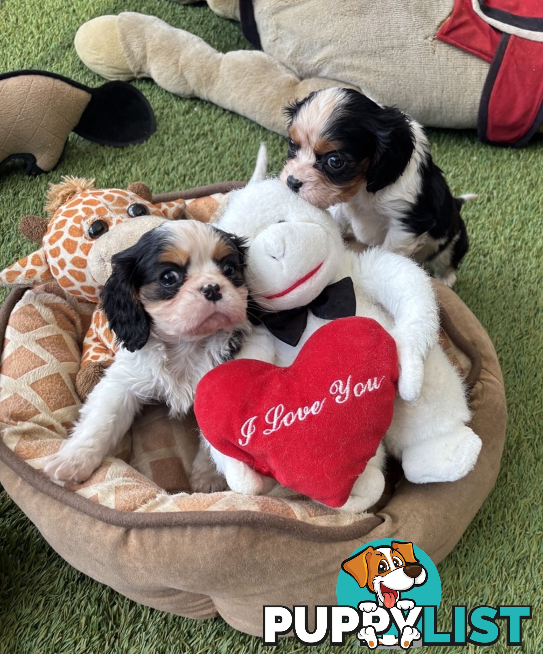 Cavillier Puppies looking for loving homes!