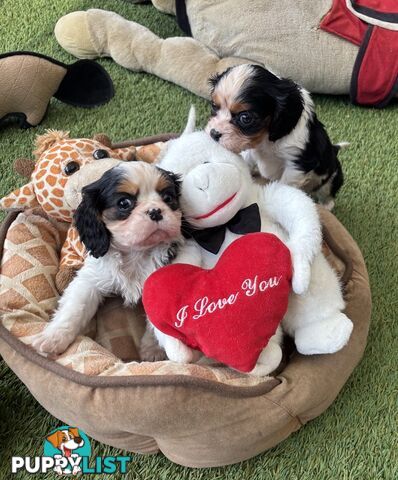 Cavillier Puppies looking for loving homes!