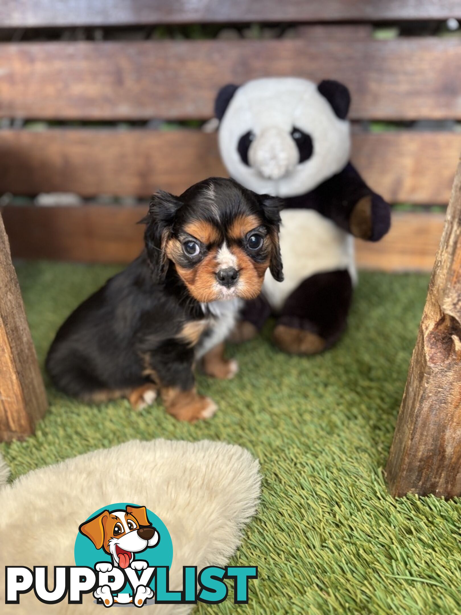 Cavillier Puppies looking for loving homes!
