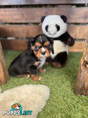 Cavillier Puppies looking for loving homes!