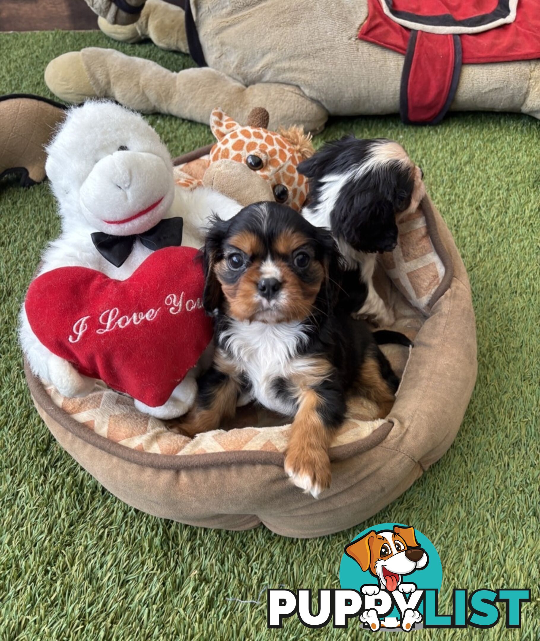 Cavillier Puppies looking for loving homes!