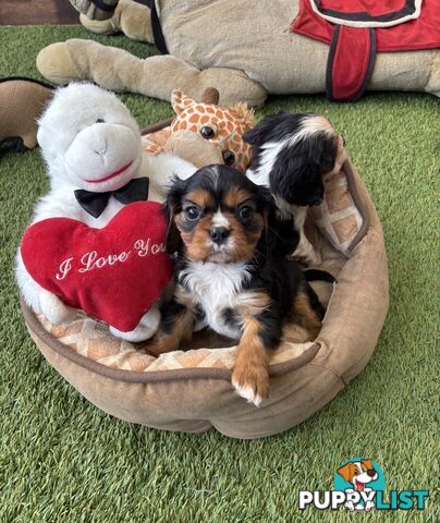 Cavillier Puppies looking for loving homes!