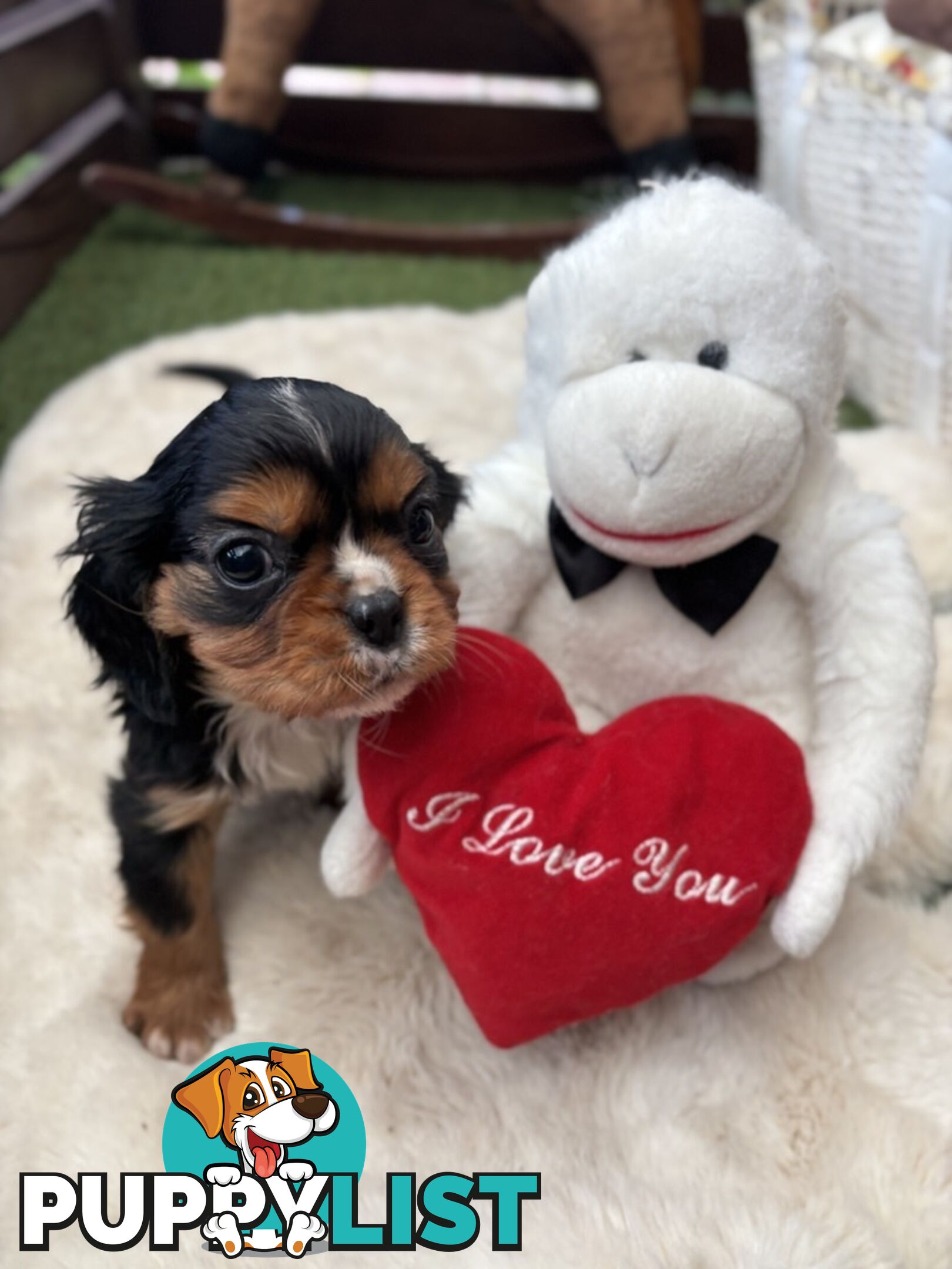 Cavillier Puppies looking for loving homes!