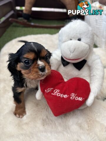 Cavillier Puppies looking for loving homes!