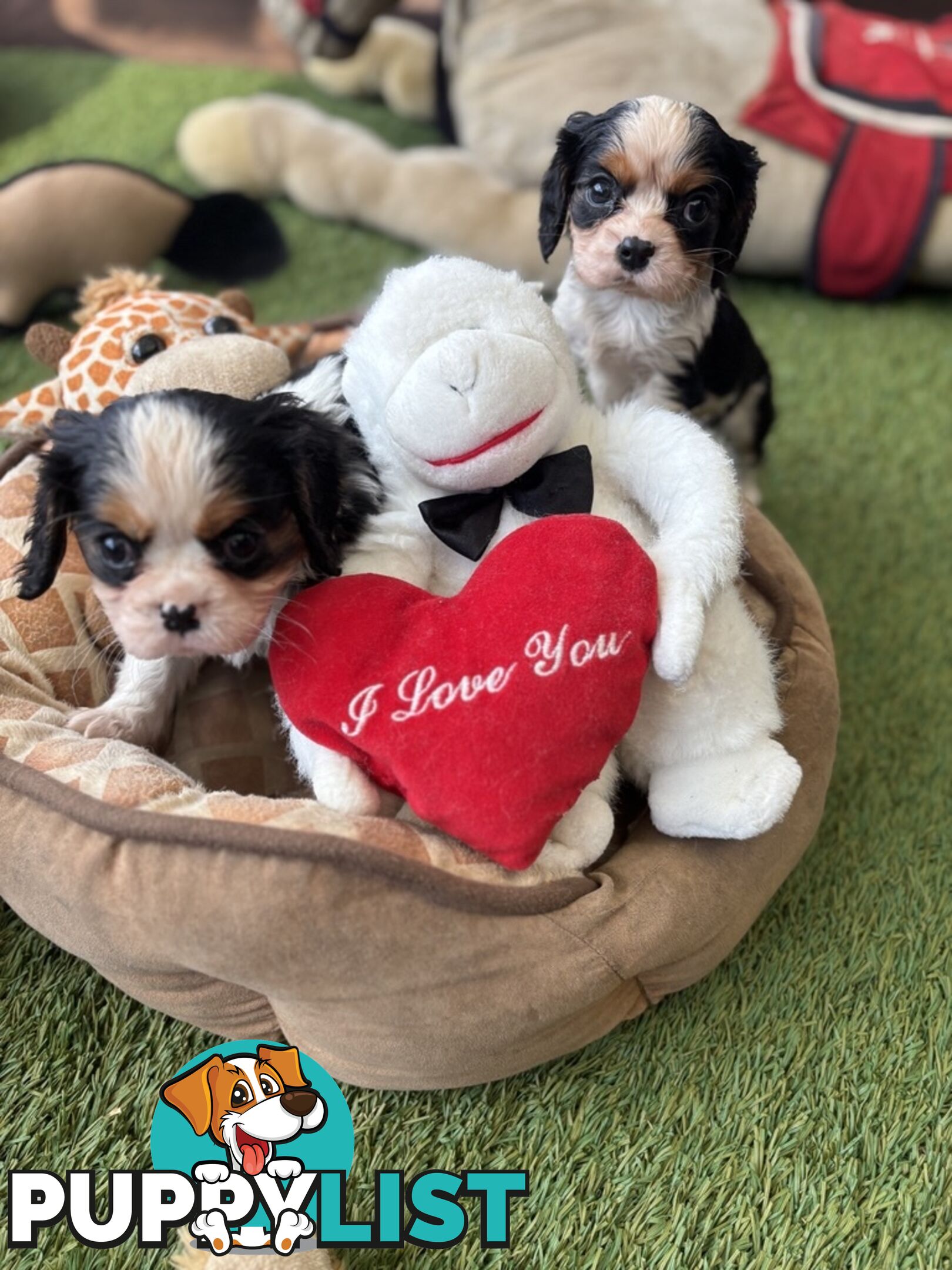 Cavillier Puppies looking for loving homes!