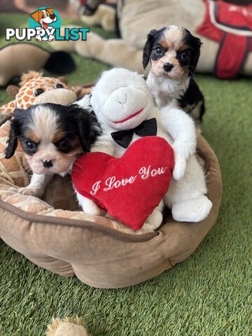 Cavillier Puppies looking for loving homes!