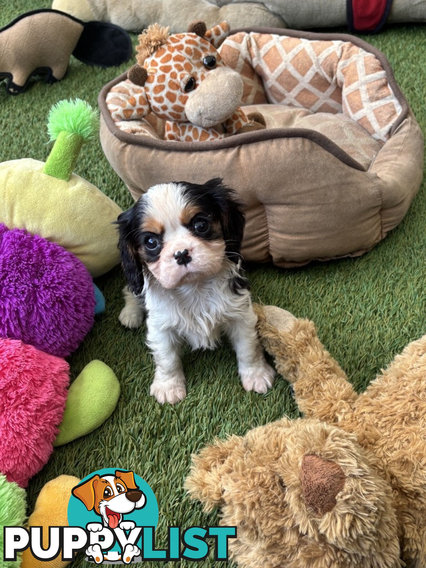 Cavillier Puppies looking for loving homes!