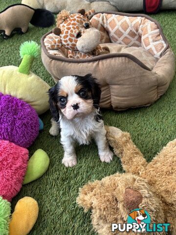 Cavillier Puppies looking for loving homes!