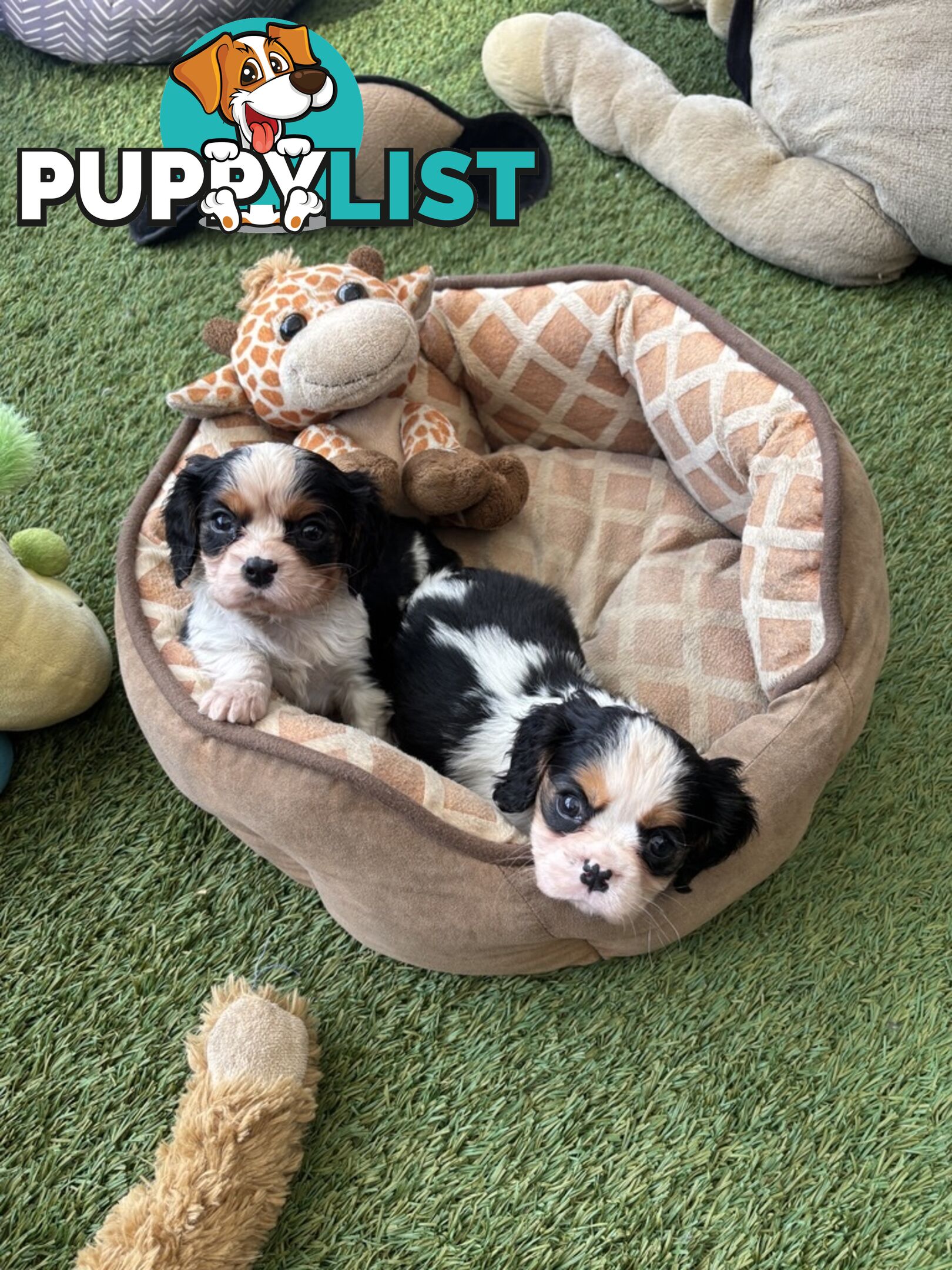 Cavillier Puppies looking for loving homes!