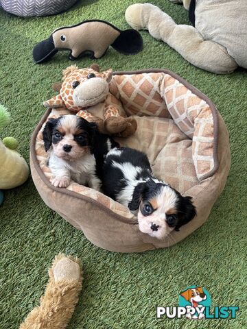 Cavillier Puppies looking for loving homes!