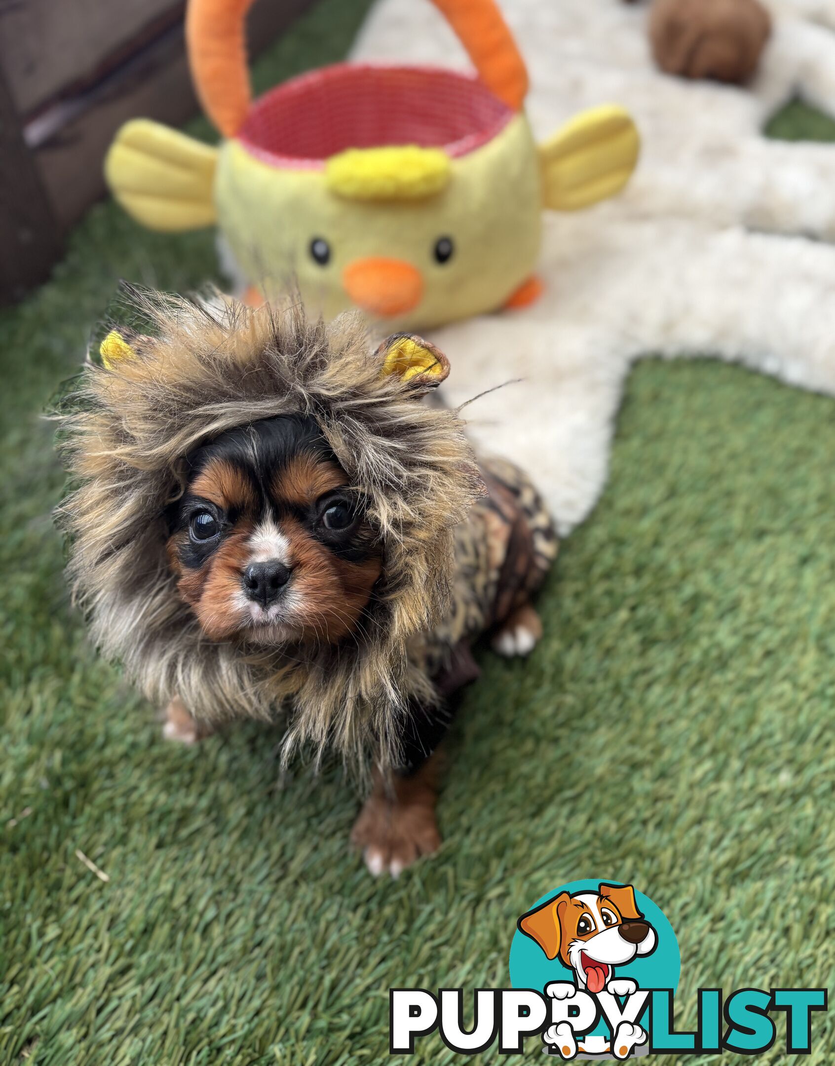 Cavillier Puppies looking for loving homes!