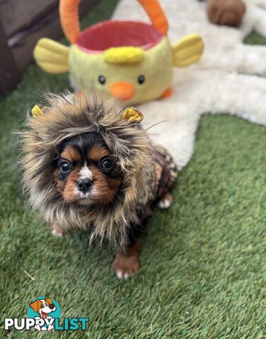Cavillier Puppies looking for loving homes!
