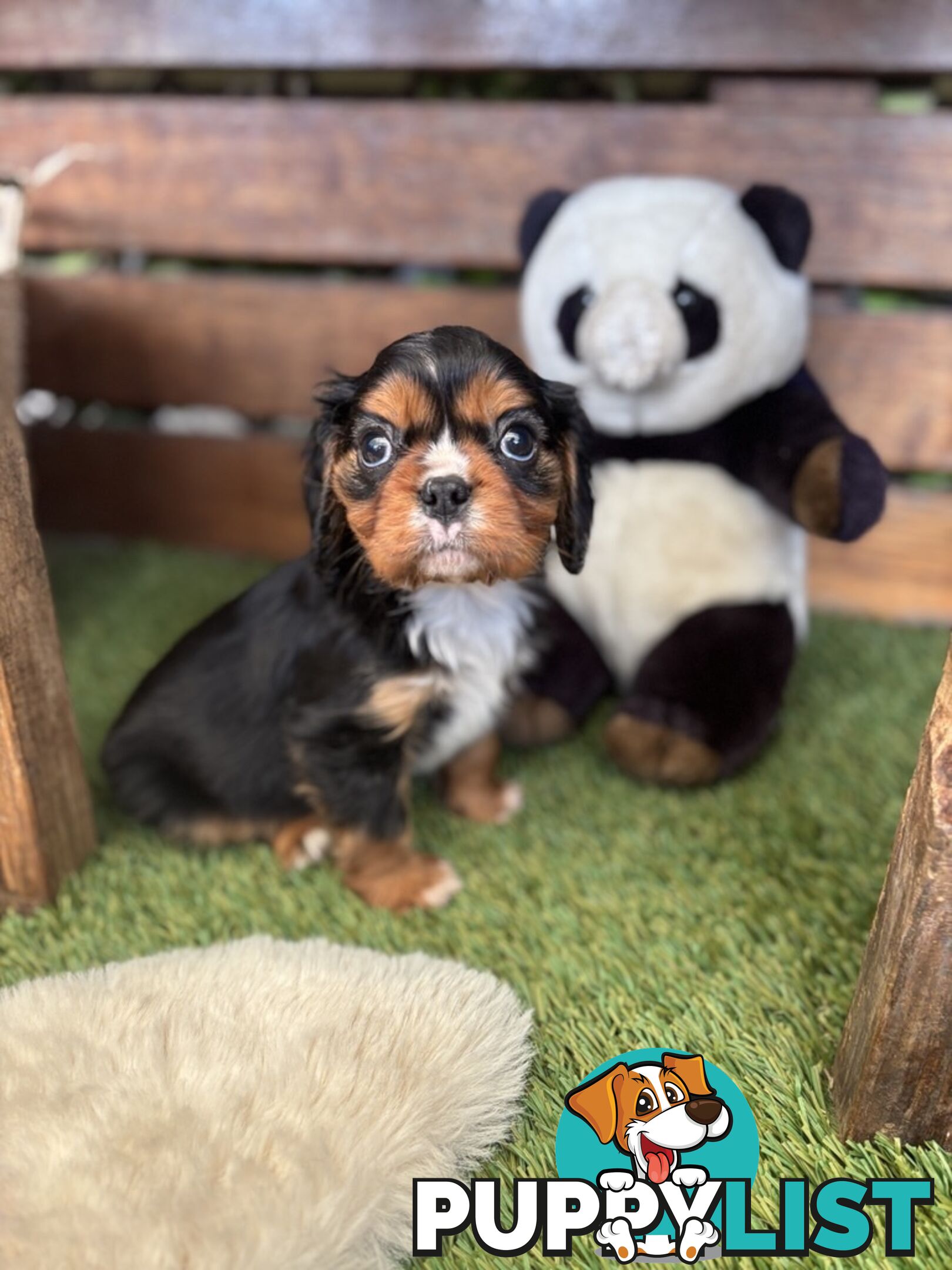 Cavillier Puppies looking for loving homes!