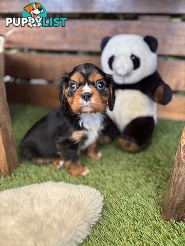 Cavillier Puppies looking for loving homes!