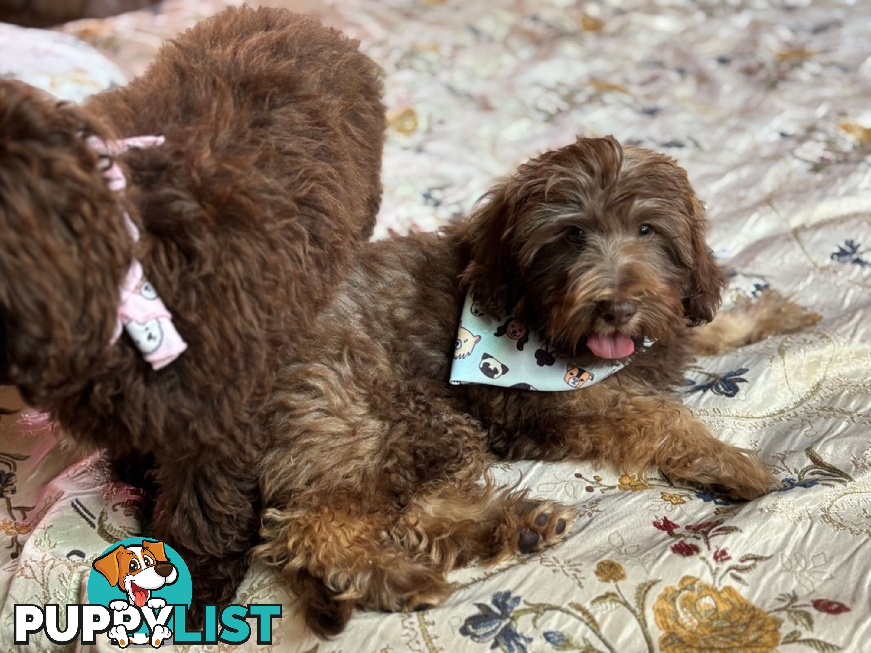 F2B Toy Shoodle Caramel and Chocolate Puppy  *** AMAZING CHARACTER!