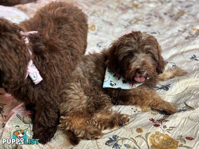 F2B Toy Shoodle Caramel and Chocolate Puppy  *** AMAZING CHARACTER!