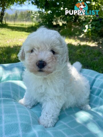 Stunning White Toy Shoodle Puppies -  2x Male