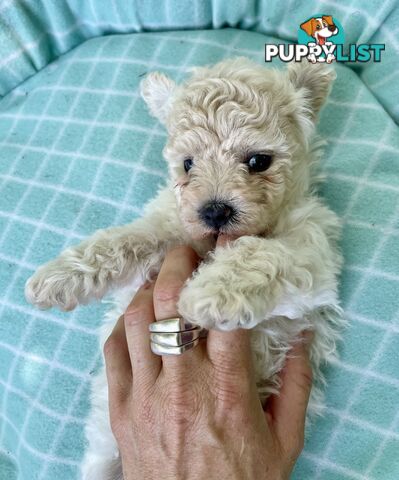 Stunning White Toy Shoodle Puppies -  2x Male