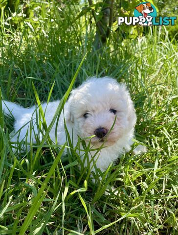 Stunning White Toy Shoodle Puppies -  2x Male