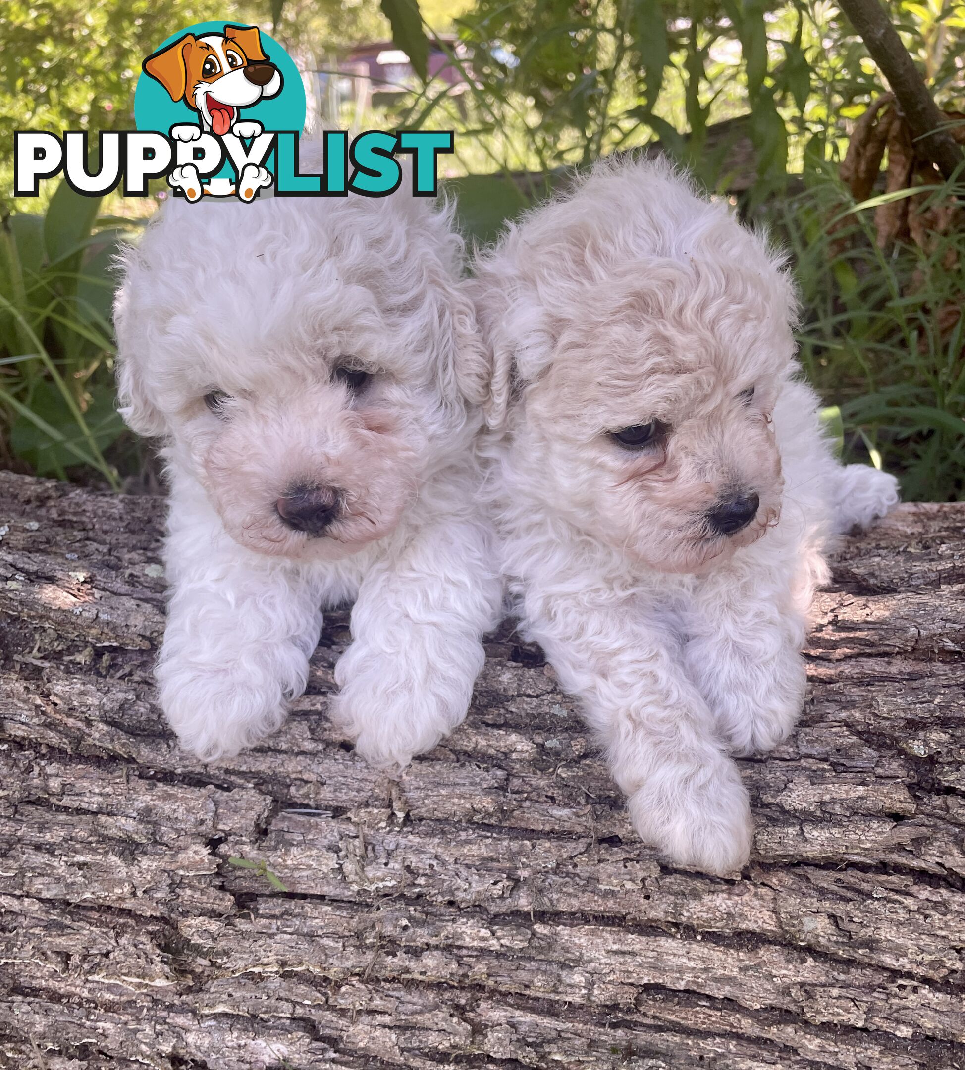 Stunning White Toy Shoodle Puppies -  2x Male