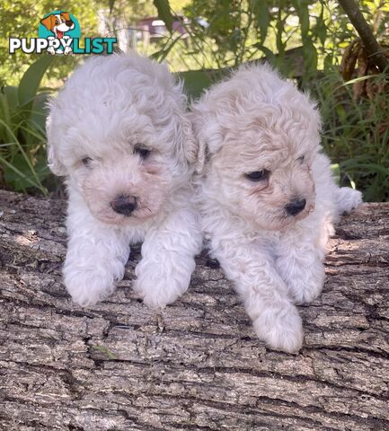 Stunning White Toy Shoodle Puppies -  2x Male