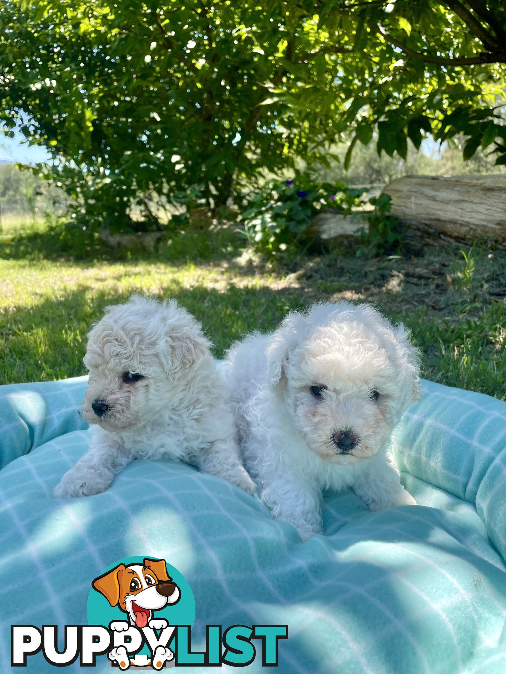 Stunning White Toy Shoodle Puppies -  2x Male