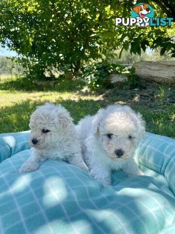 Stunning White Toy Shoodle Puppies -  2x Male