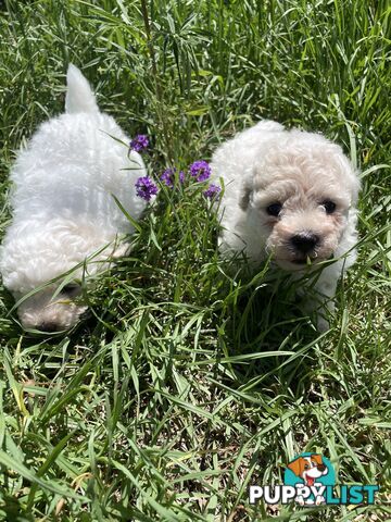 Stunning White Toy Shoodle Puppies -  2x Male