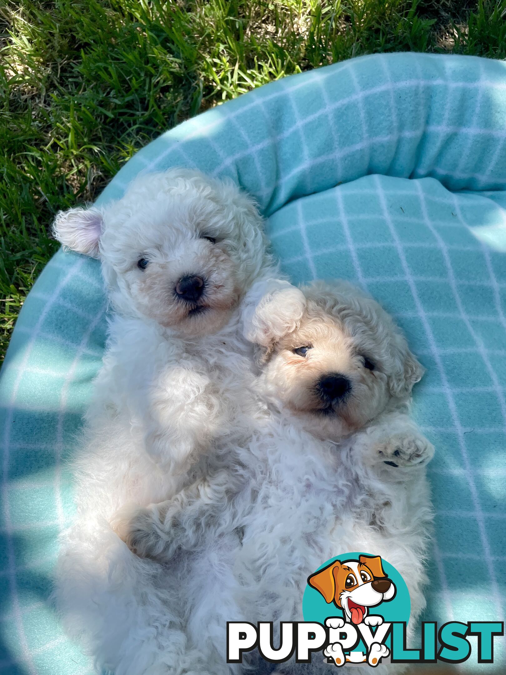 Stunning White Toy Shoodle Puppies -  2x Male