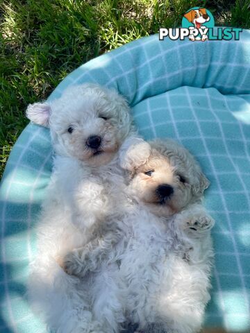 Stunning White Toy Shoodle Puppies -  2x Male