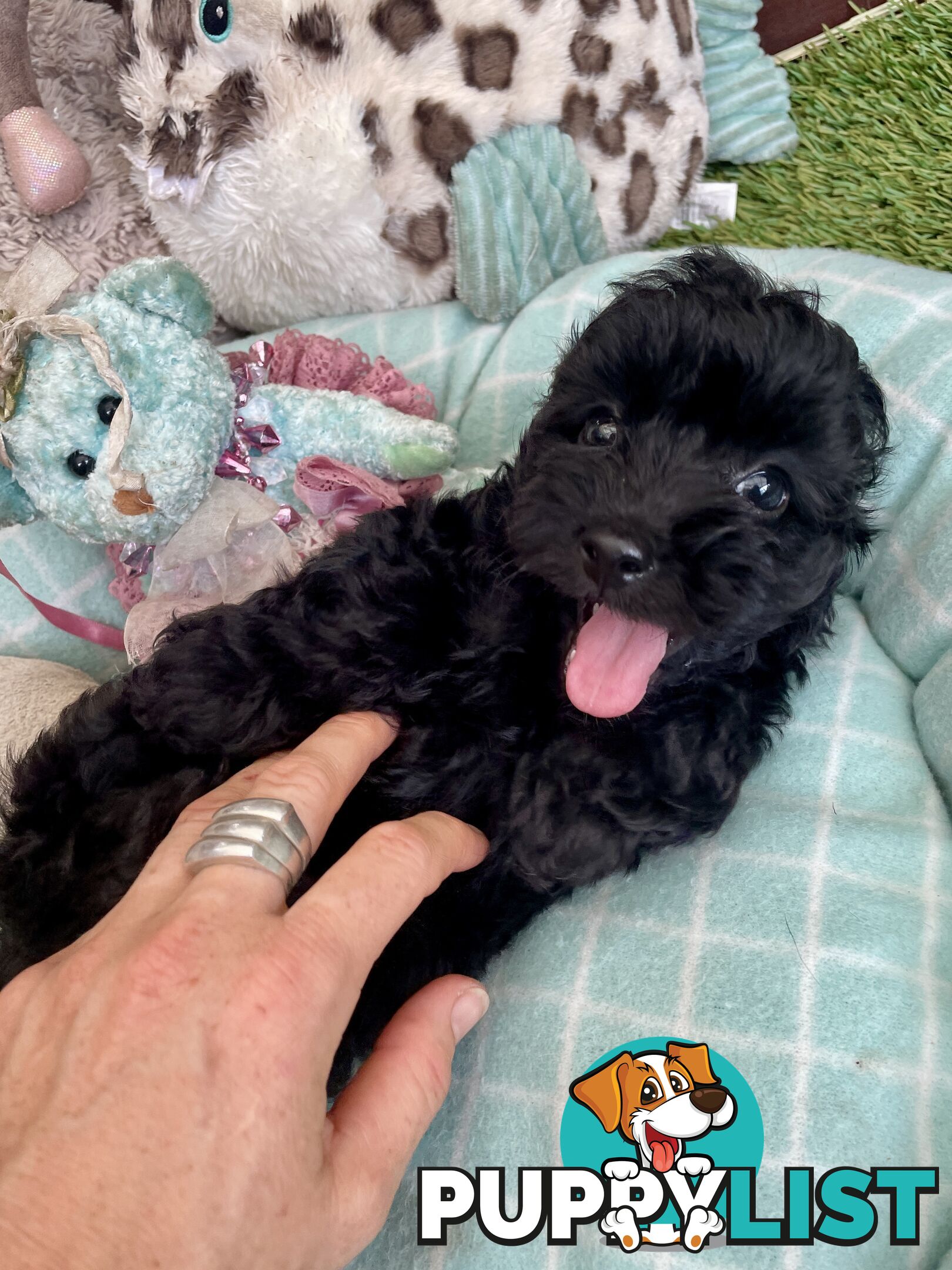 Gorgeous Cavoodle Puppies - Outstanding Temperament