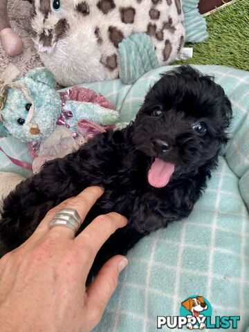 Gorgeous Cavoodle Puppies - Outstanding Temperament