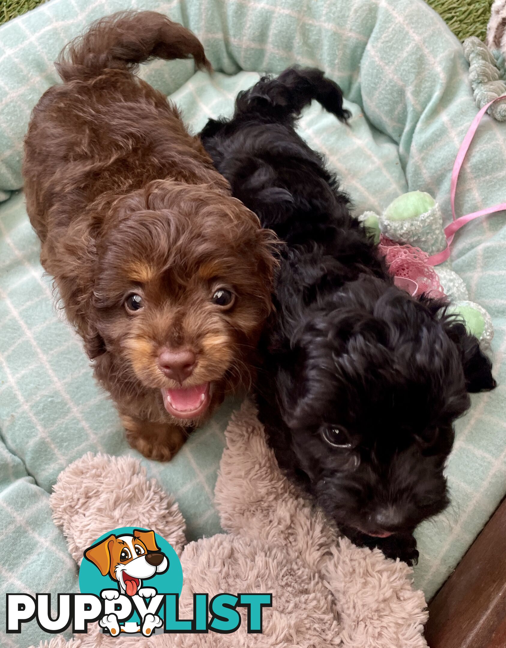 Gorgeous Cavoodle Puppies - Outstanding Temperament