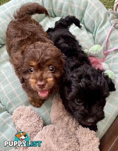 Gorgeous Cavoodle Puppies - Outstanding Temperament