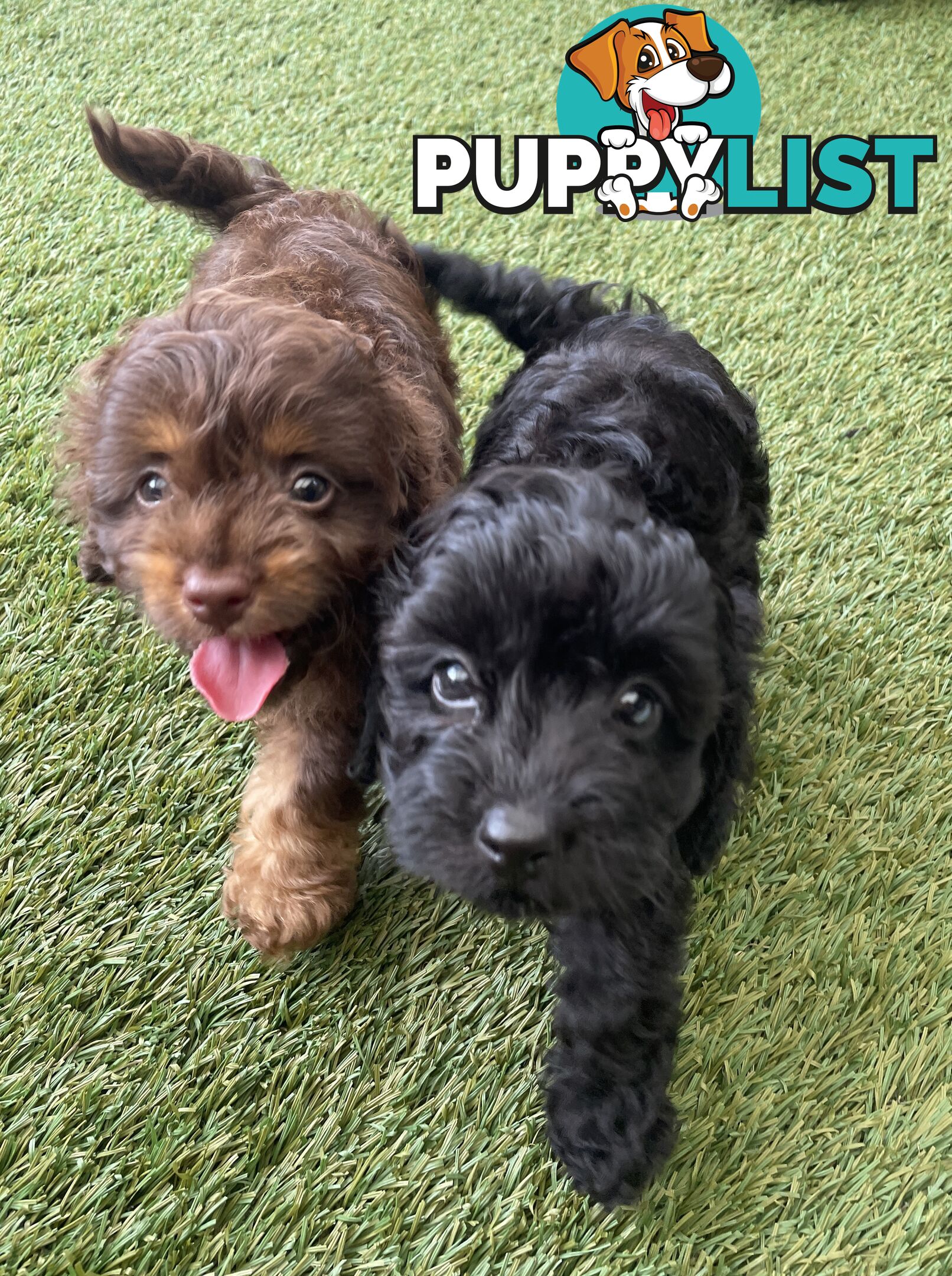 Gorgeous Cavoodle Puppies - Outstanding Temperament