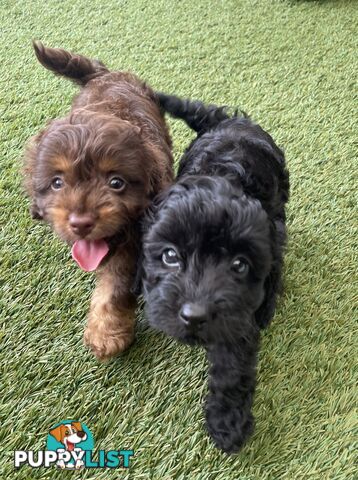 Gorgeous Cavoodle Puppies - Outstanding Temperament