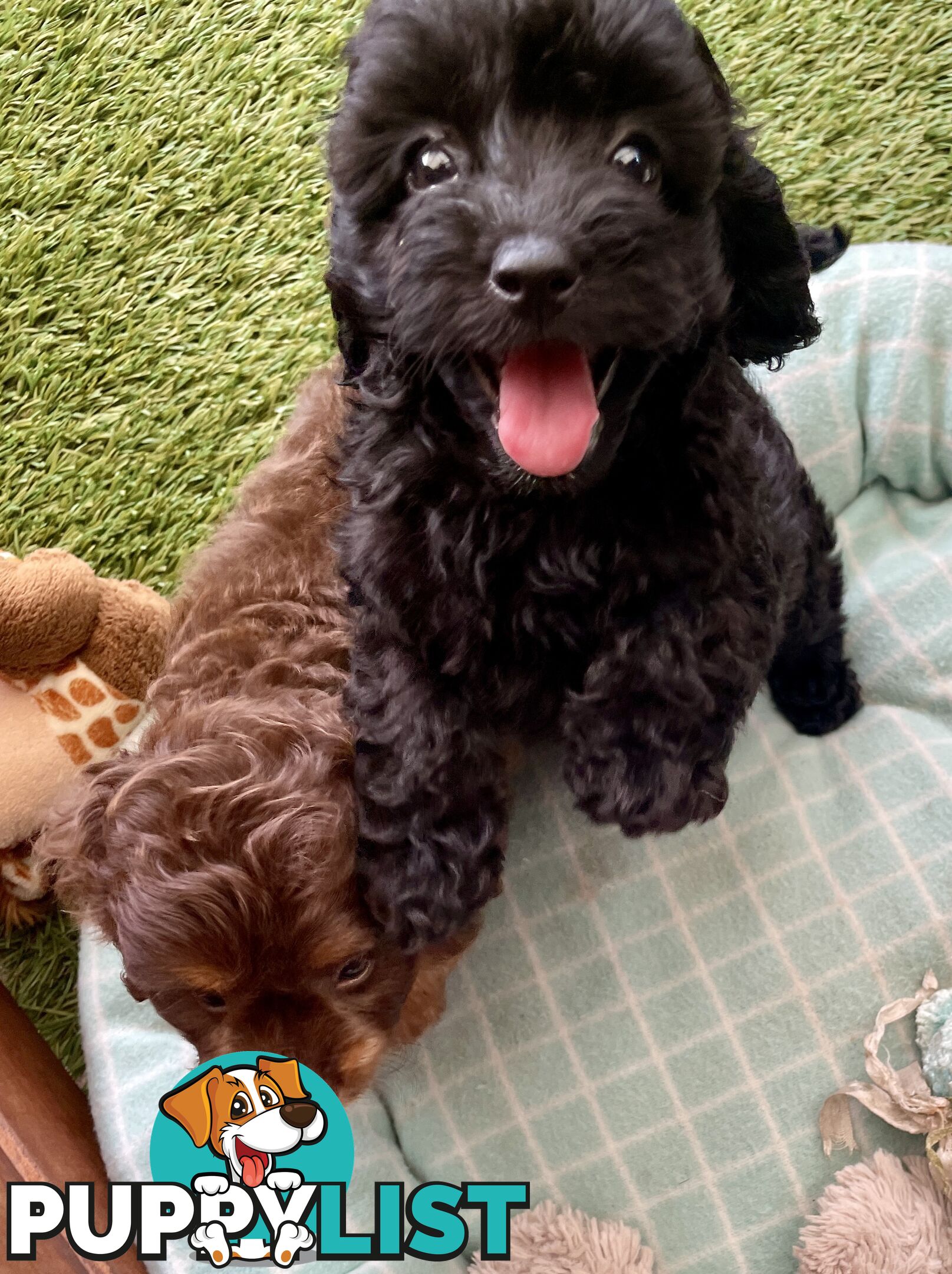 Gorgeous Cavoodle Puppies - Outstanding Temperament